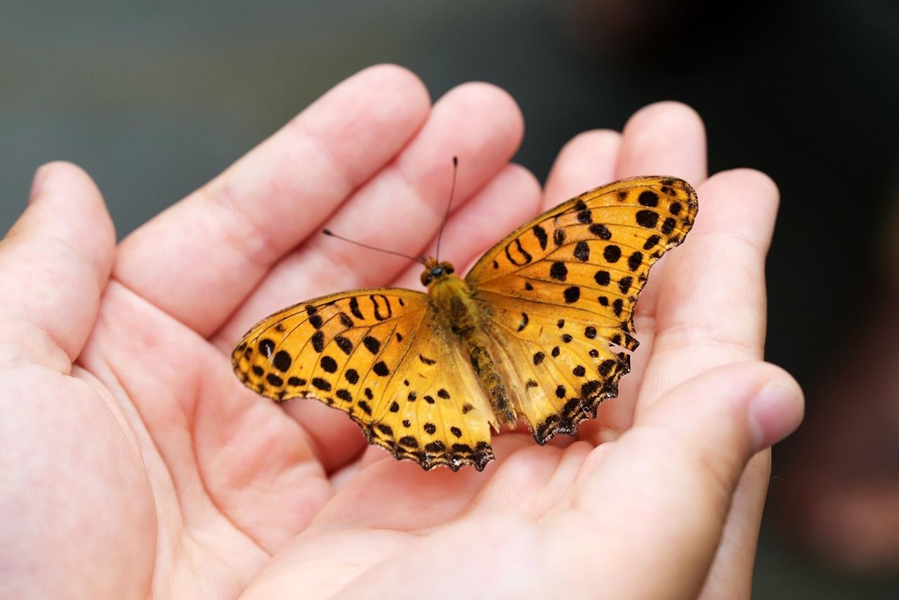 Un papillon dans les mains