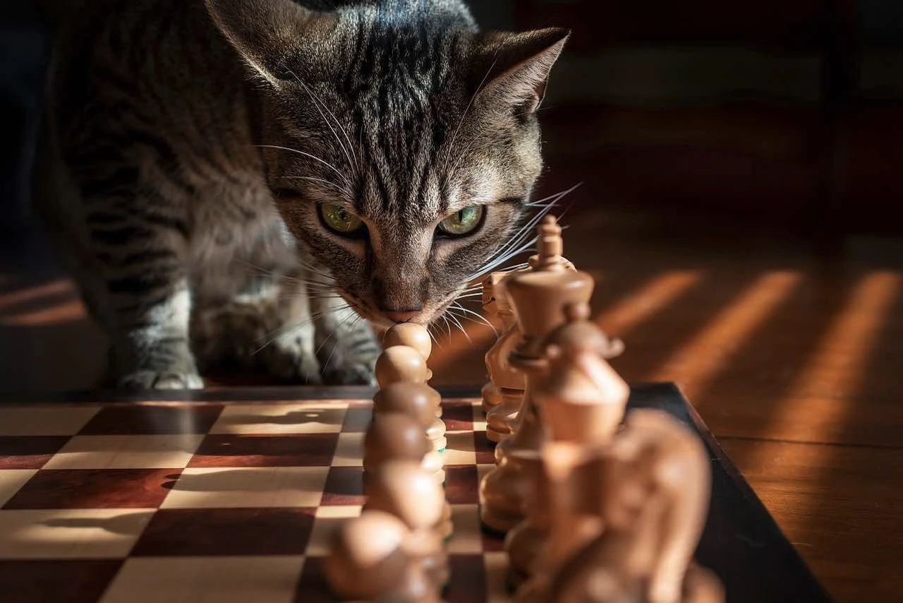 un chat sur un plateau d'échec