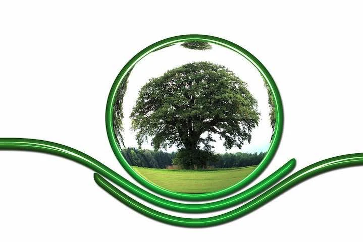 Un arbre dans une bouteille