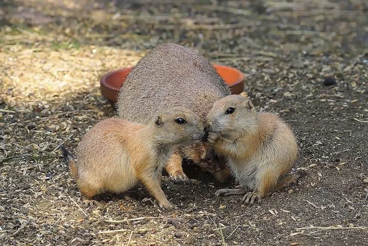 Un trio de rongeurs