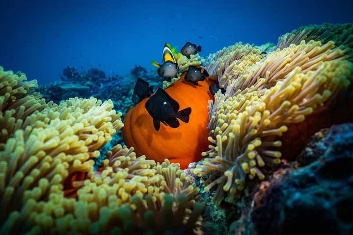 Comment les achats durables peuvent contribuer à la préservation de la biodiversité.